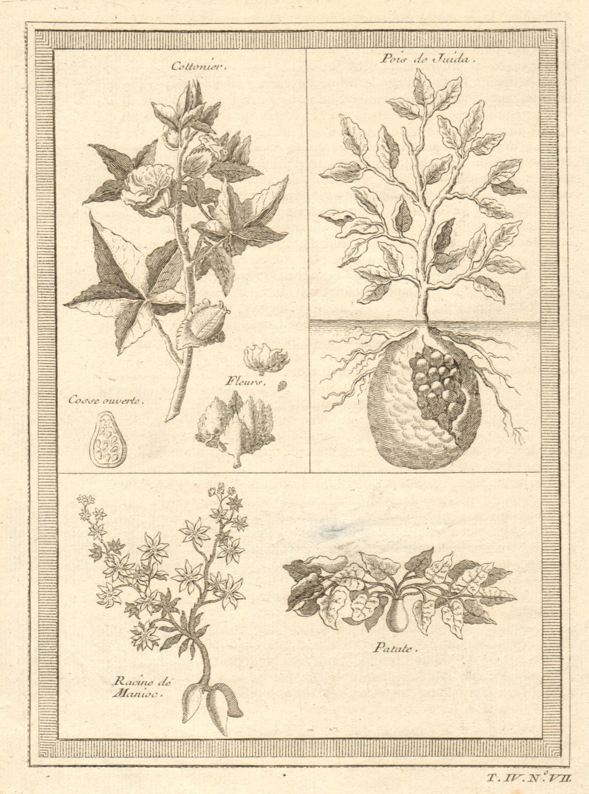 'Cottonier & plantes de Guinée'. Cotton Cassava manioc potato. West Africa 1747